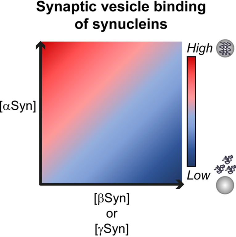 Synaptic vesicle binding of synucleins